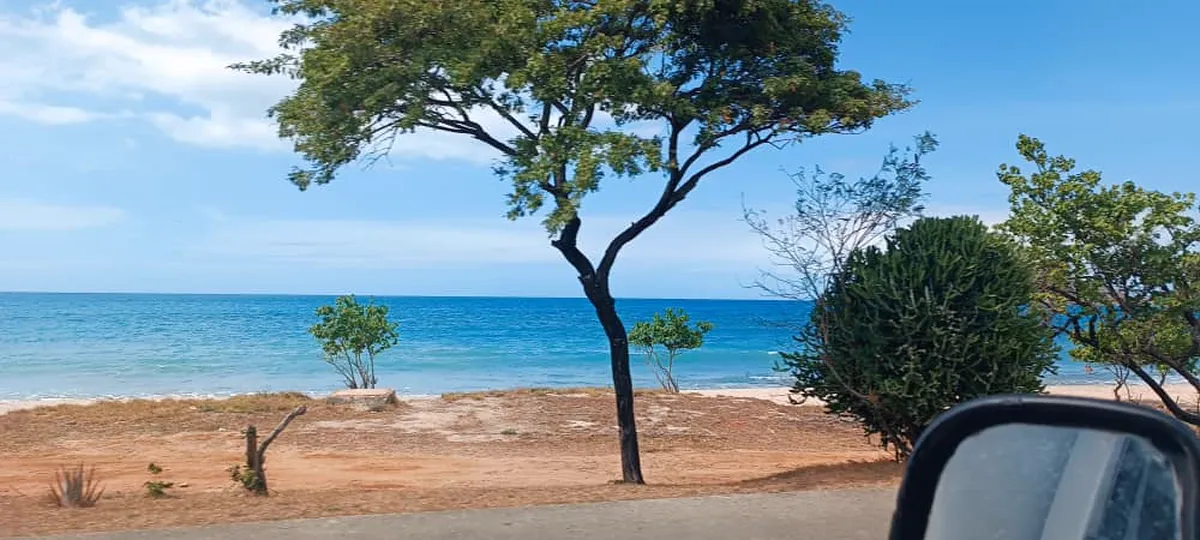 Paisaje con árbol frente al mar