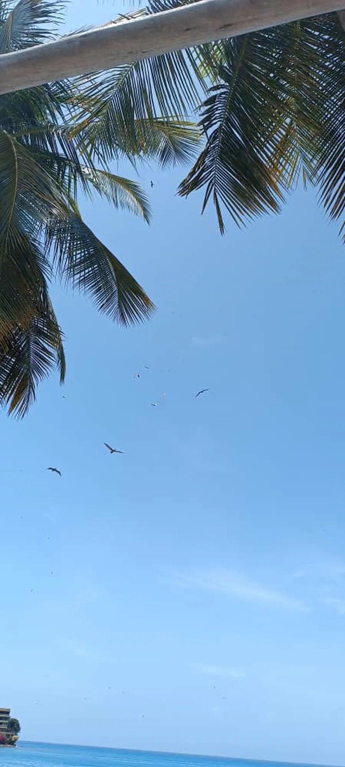 Palmera contra el cielo con pájaros volando y mar al fondo